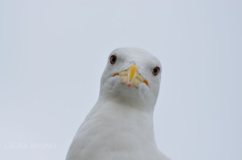 Seagull Closeup