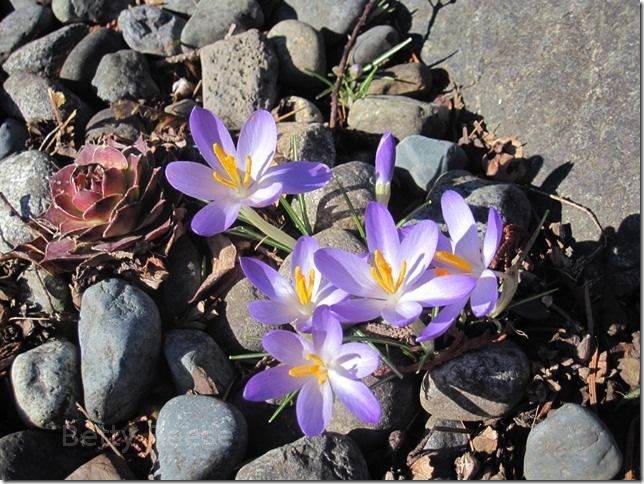 Canadian Flowers