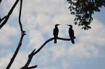 Brazilian birds Silhouetted on a branch
