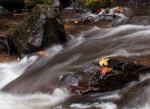 Fallen leaves in a creek near Portland, Oregon.
