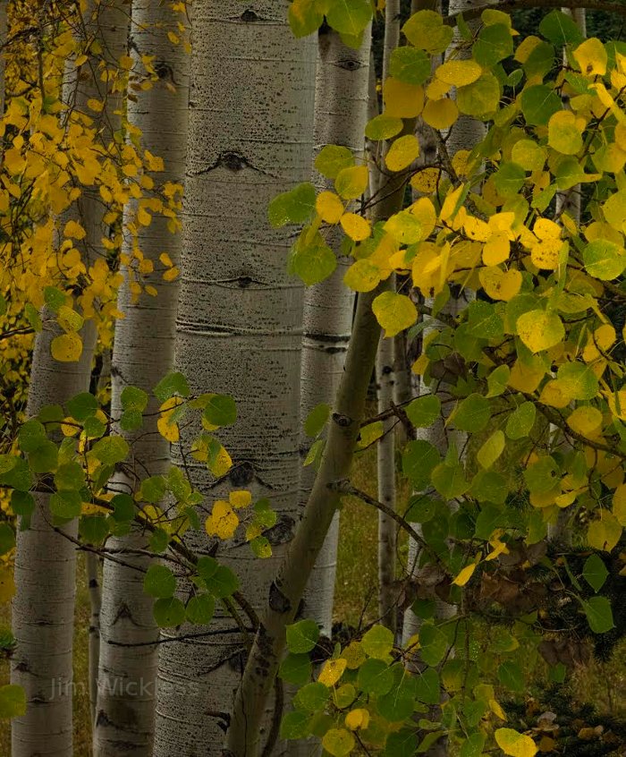 Fall leaves on Aspen trees