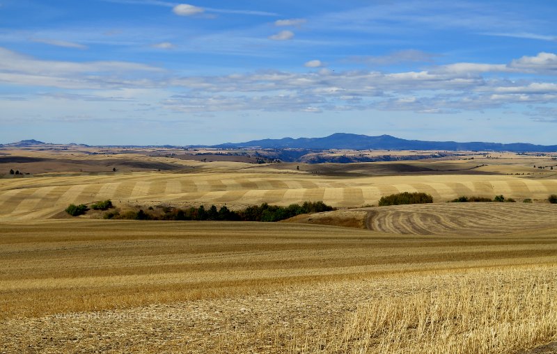 Palouse farming