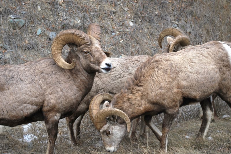 Big Horn Sheep in Montana