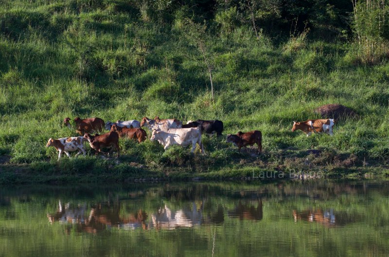 Cows in Brazil