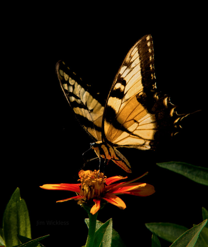 Monarch Butterfly in Lincoln, Nebraska