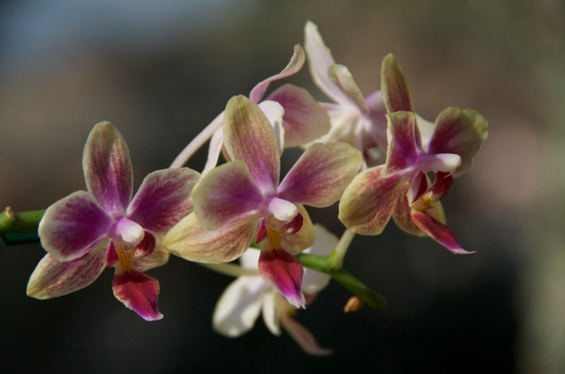 Orchids in Brazil