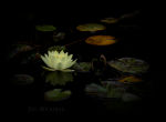 Water lily and leaves floating on water 
