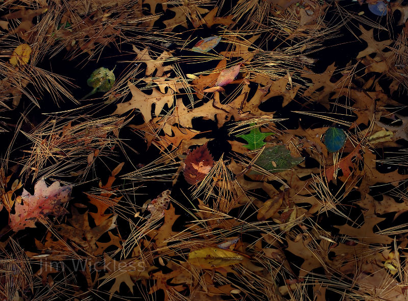 Fall Leaves and pine needles in Nebraska