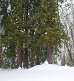 Snow in Washington State