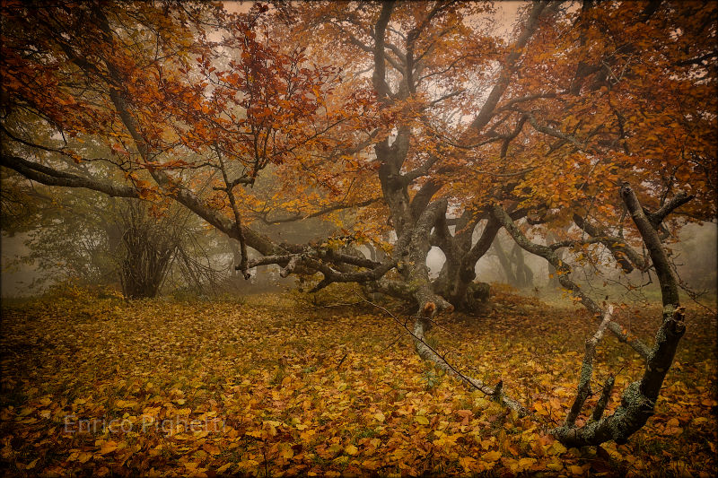 Incredible shot of foggy autumn woods.
