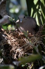 Bird Nest in Brazil