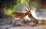 Two cheetahs attacking an impala