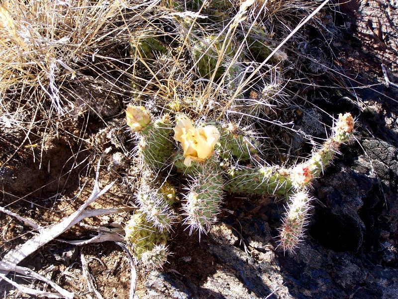 Cactus with Flowers