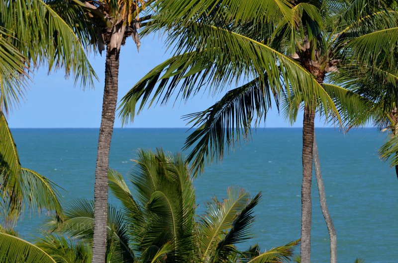 Coconut trees in Brazil