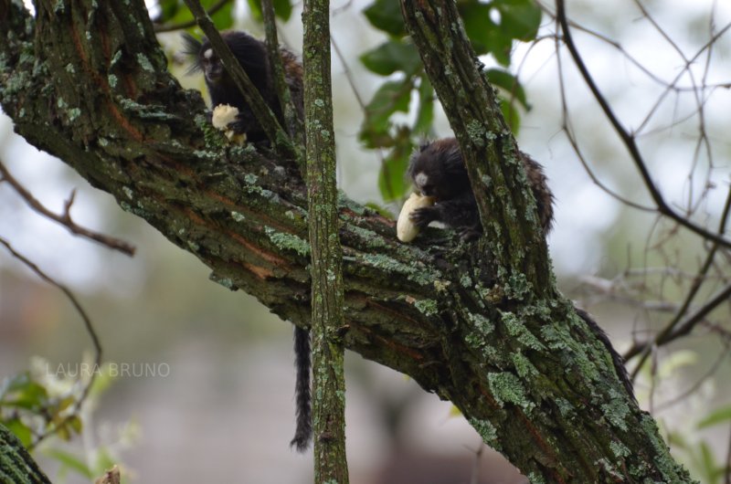 Monkeys in Brazil