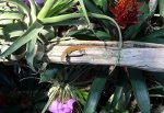 Lizard in the Reptile Gardens