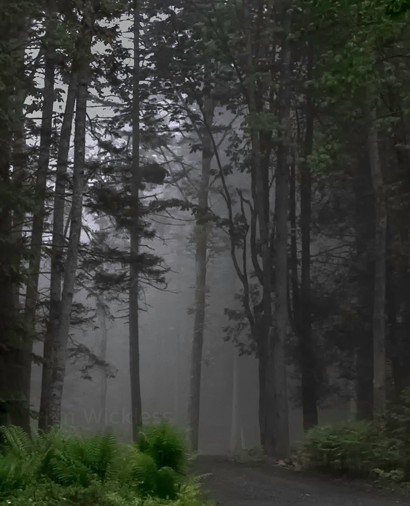 Fog shrouded forest near Lincolnville, Maine