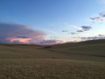Wheat field at sunset in the Palouse country of Idaho and Washington