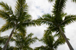 Coconut trees!