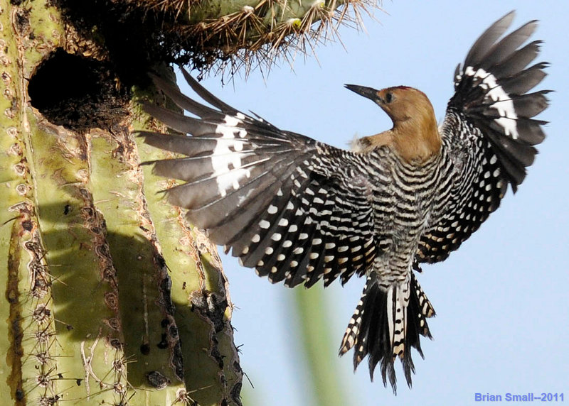 Gila Woodpeckers in Surprise, AZ