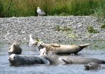 Seals on the Rogue River