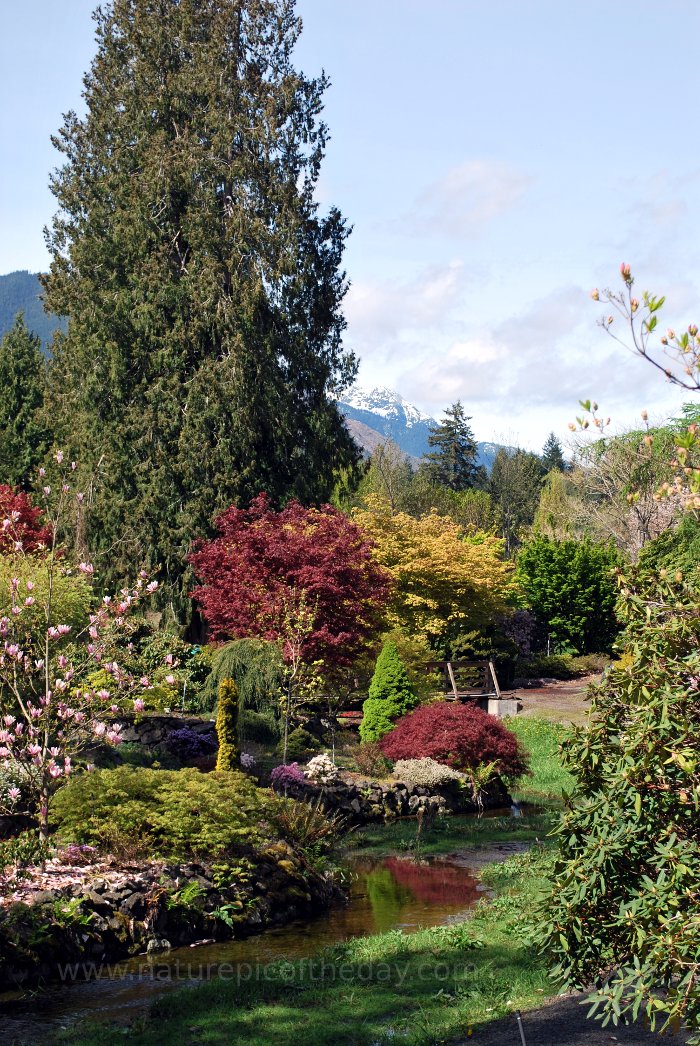 Whitney Gardens and the Olympic Mountains