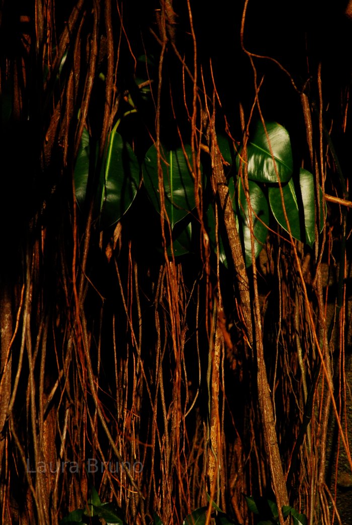Fresh leaves on Bamboo