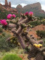 Blooming Cactus in Sedona Arizona