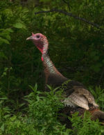 Turkey near Lincolnville, Maine