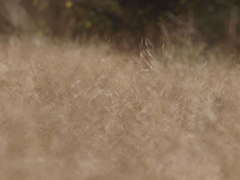 Grass in the wind