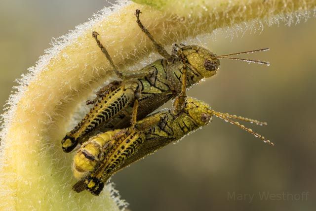 Grasshopper close-up