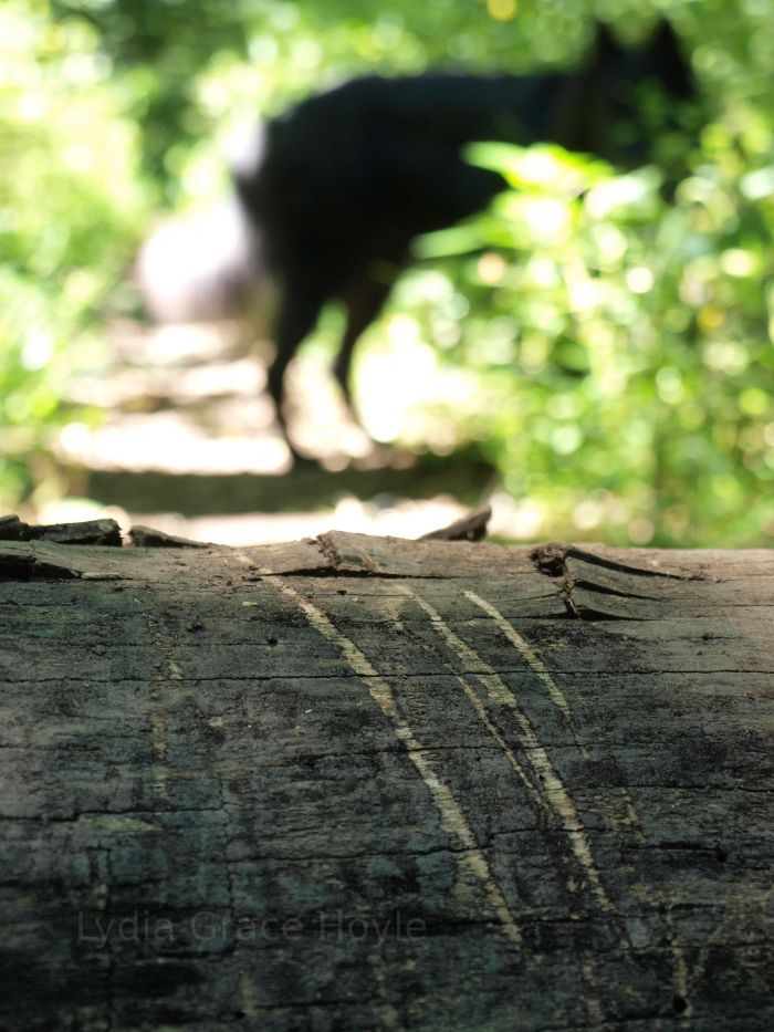Claw Marks on a log.