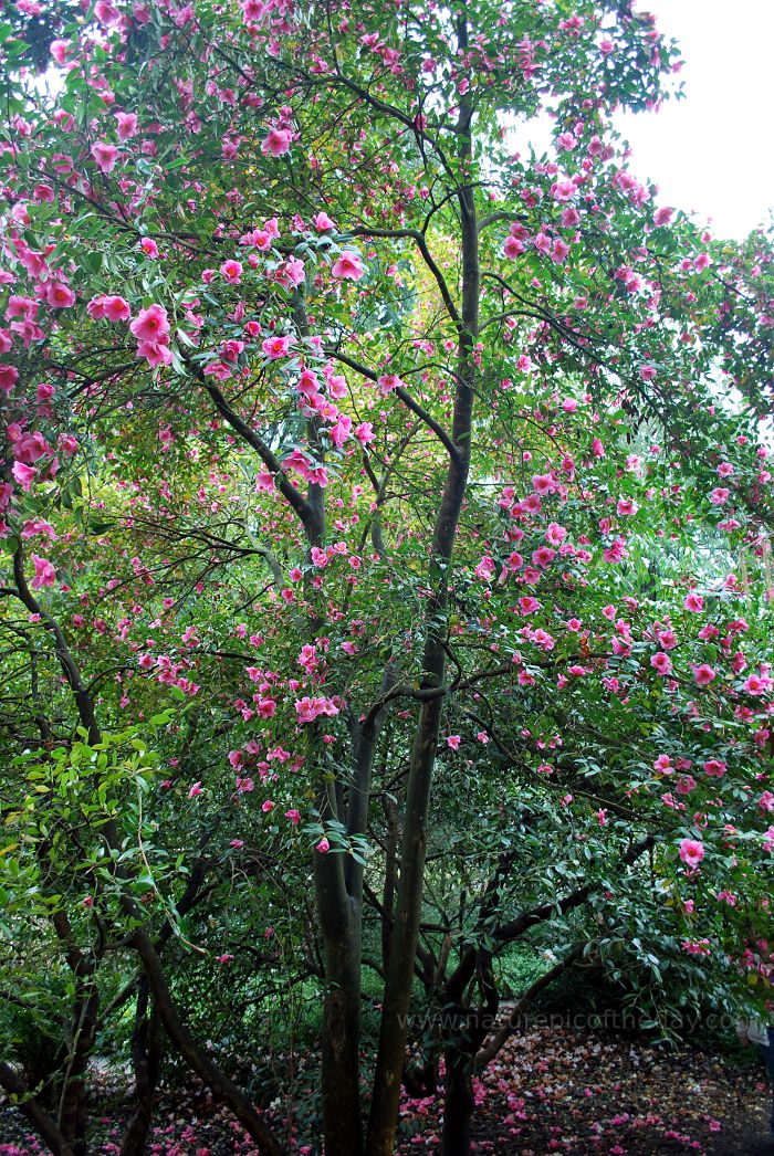 Flowering bush in Olympia, WA