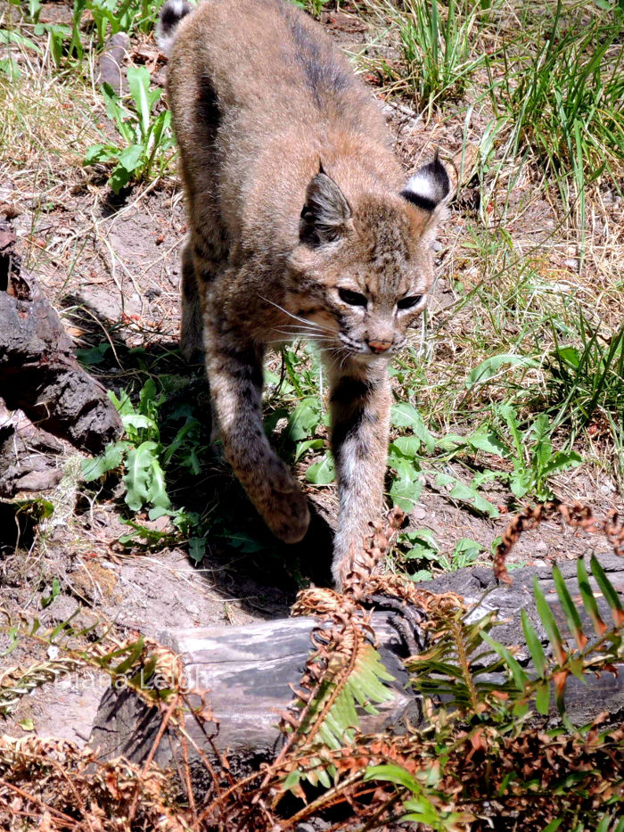 Bobcat in Eatonville, WA