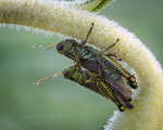 Grasshoppers On A Sunflower