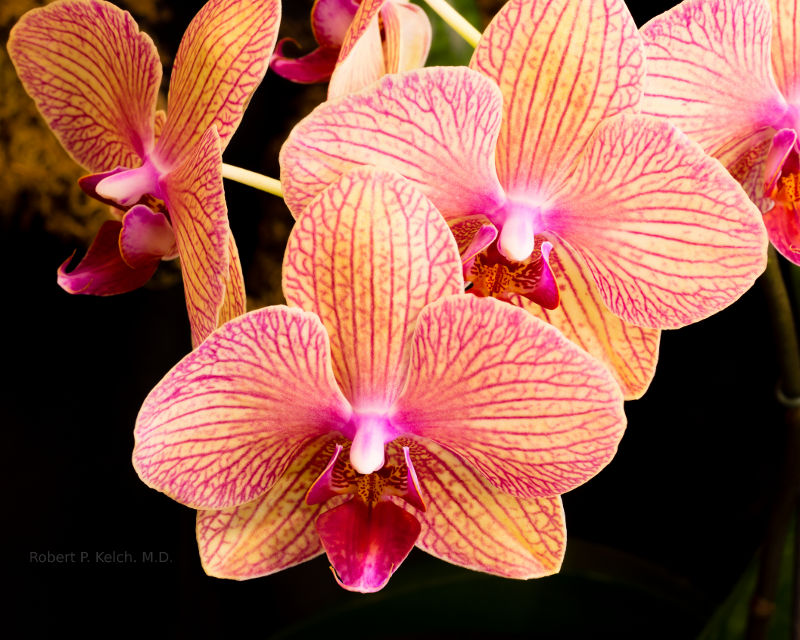 Beautiful Orchid in Michigan