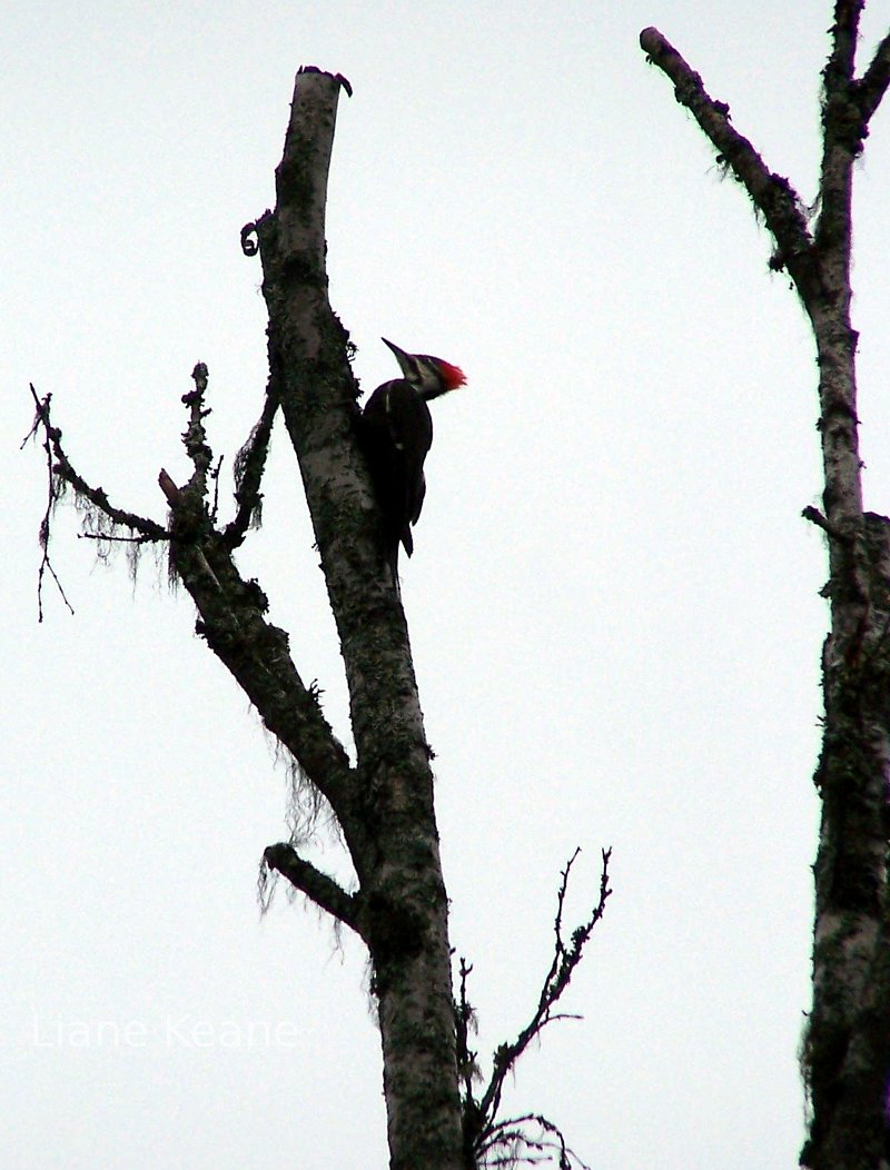 Pileated Woodpecker in a tree