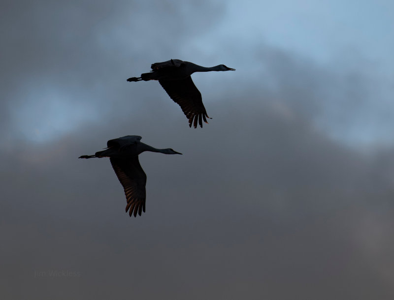 Sandhill Cranes fly in Nebraska