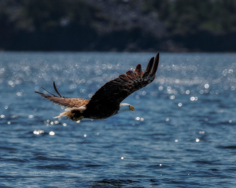 Bald Eagle at Open Hall Bay, Newfoundland, Canada