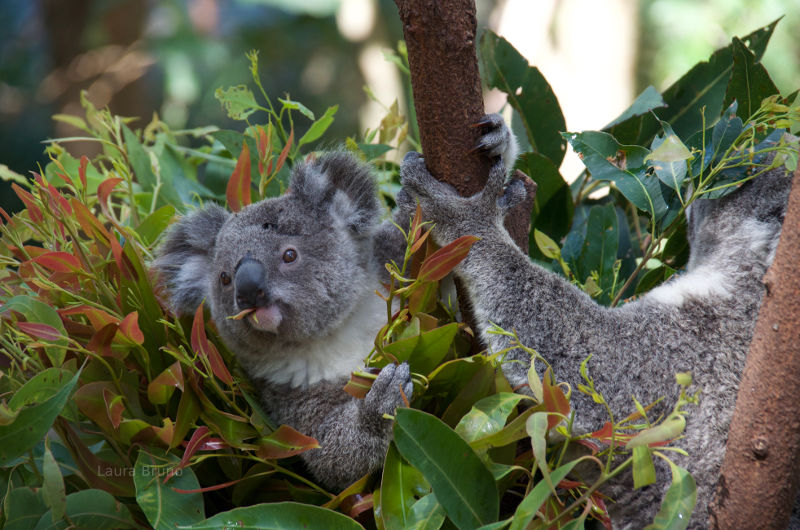 Koala Bears!