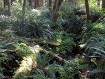 Ferns in Washington State