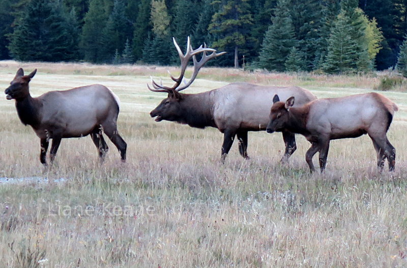 Elk in Canada