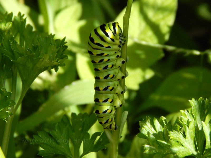 Green caterpillar of some sort.