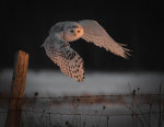 Snowy Owl in Barrie, Ontario, Canada