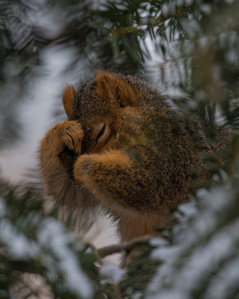Squirrel sheltering from the snow