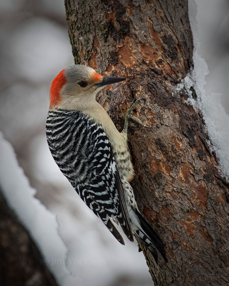 Woodpecker in Lincoln, Nebraska