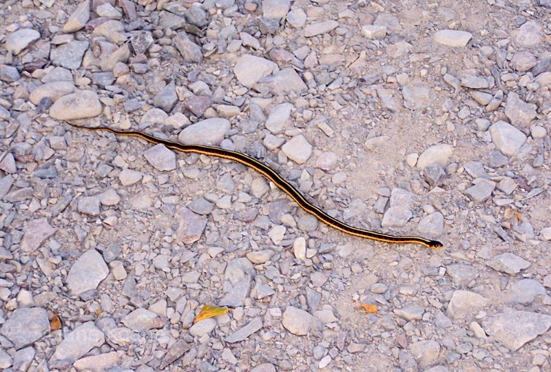 Garter Snake in Montana