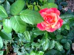 Pretty rose in Pennsylvania