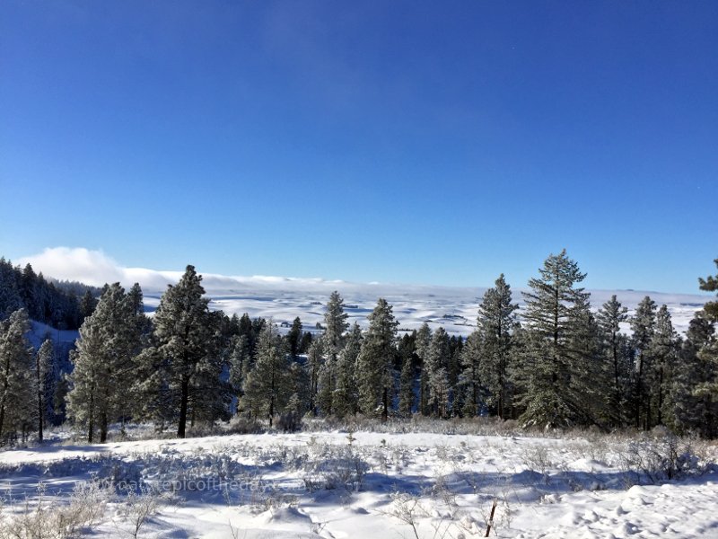 Winter scene in Idaho and Washington