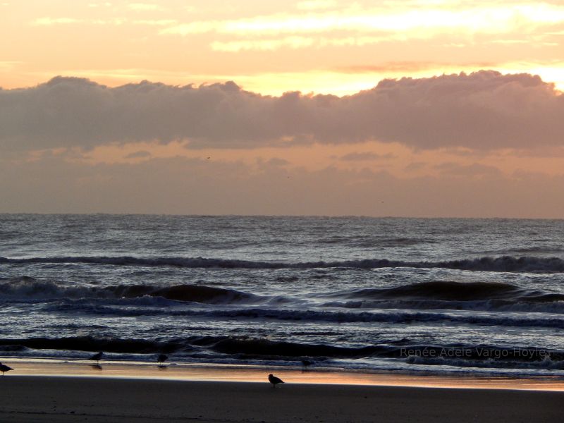 Seagulls, ocean waves, sunrise in New Jersey